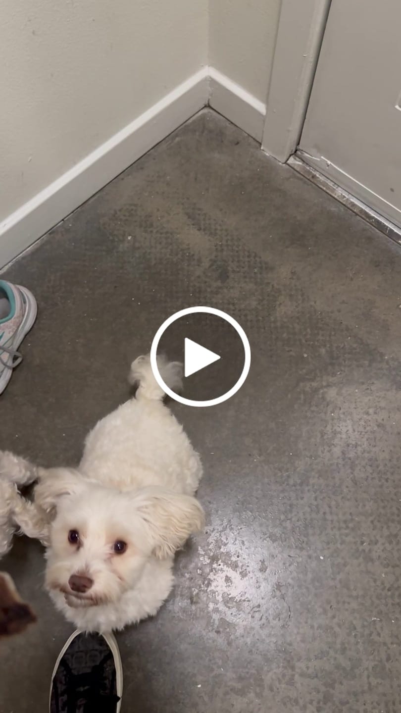 Customer video review of Beef Lung Chunks 1lb