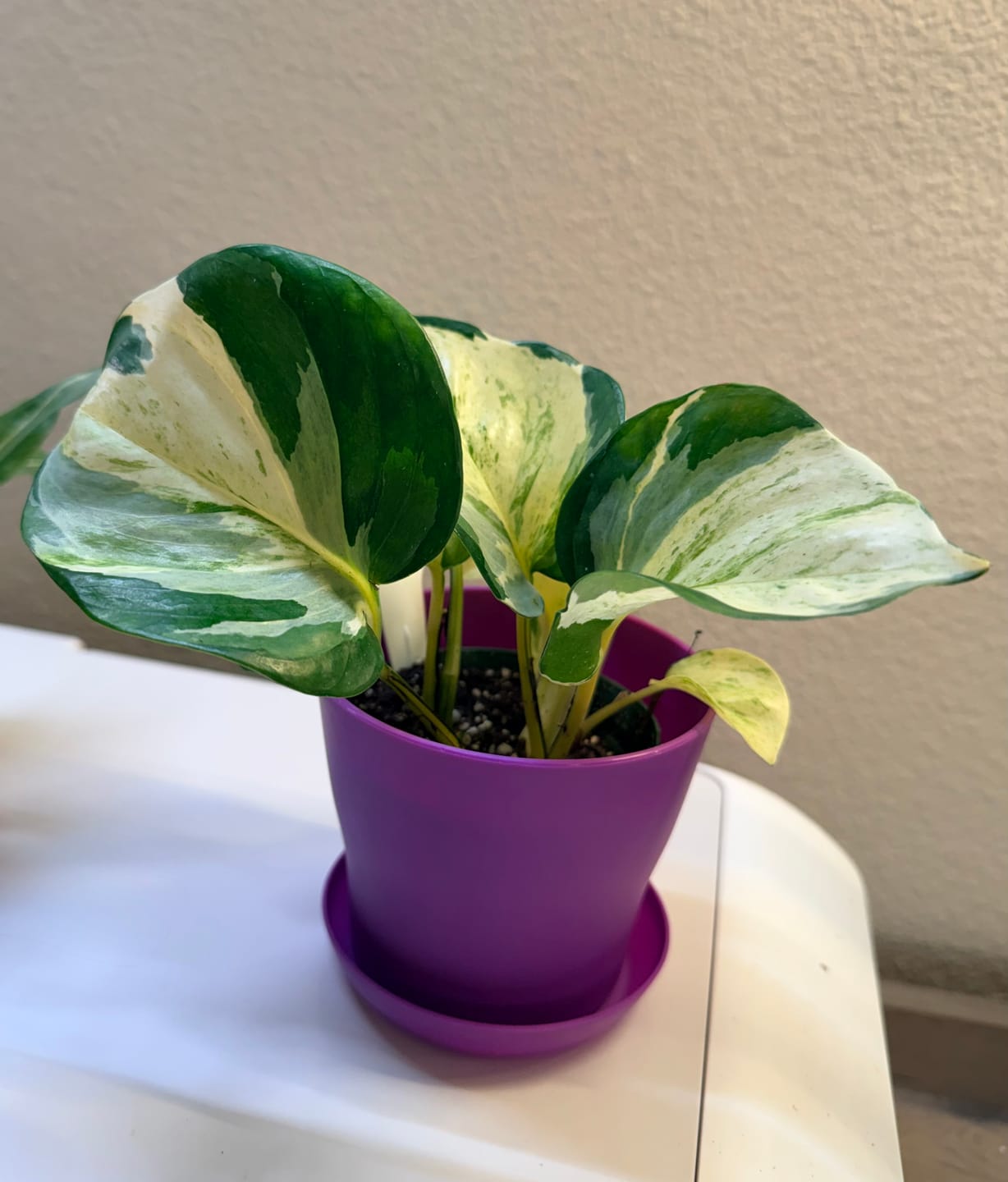 Customer photo review of Pothos Epipremnum aureum 'Manjula'