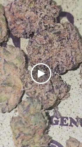 Customer video review of GDP THCA Flower