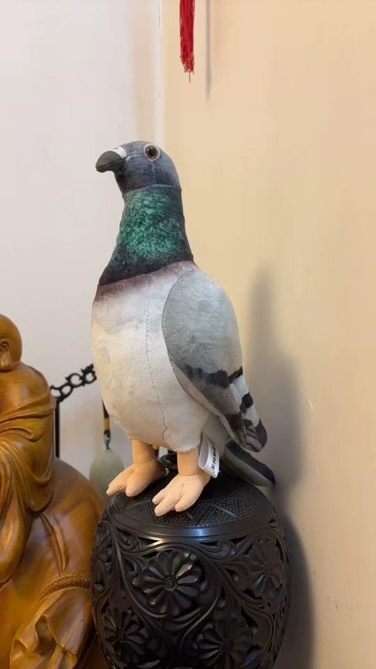 Customer photo review of Realistic Hill Pigeon Plush Toy – Soft and Lifelike Stuffed Bird