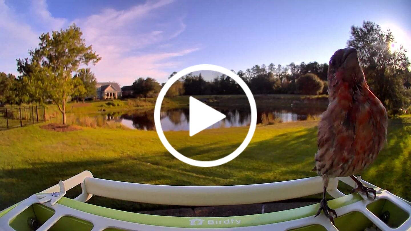 Customer video review of Birdfy Feeder Metal - Smart Metal Feeder with Camera