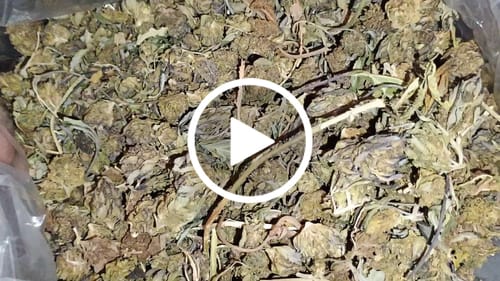 Customer video review of Cheap THCA Smalls Pound