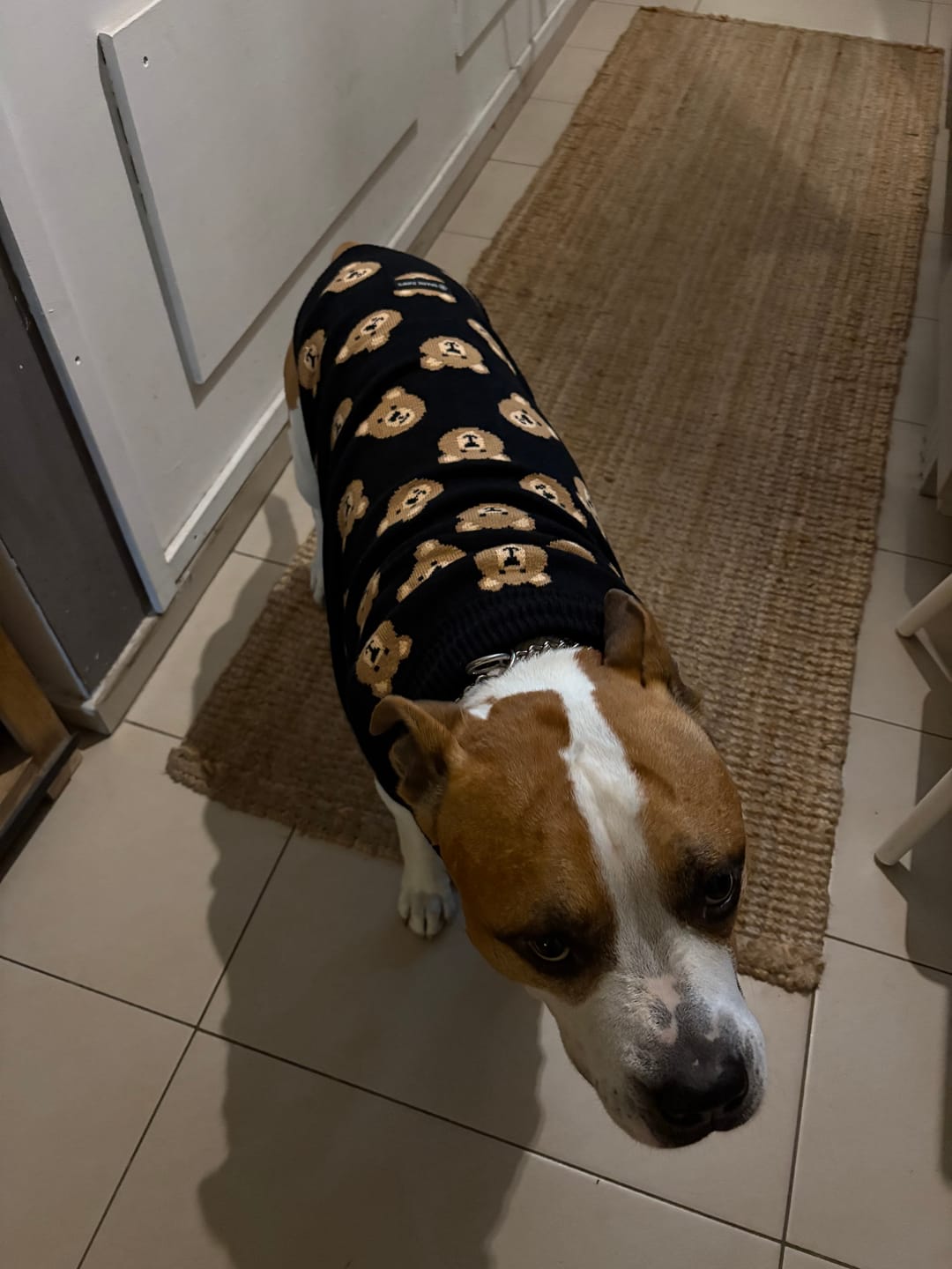 Customer photo review of Broken Teddy Bear Knit Dog Sweater - Black