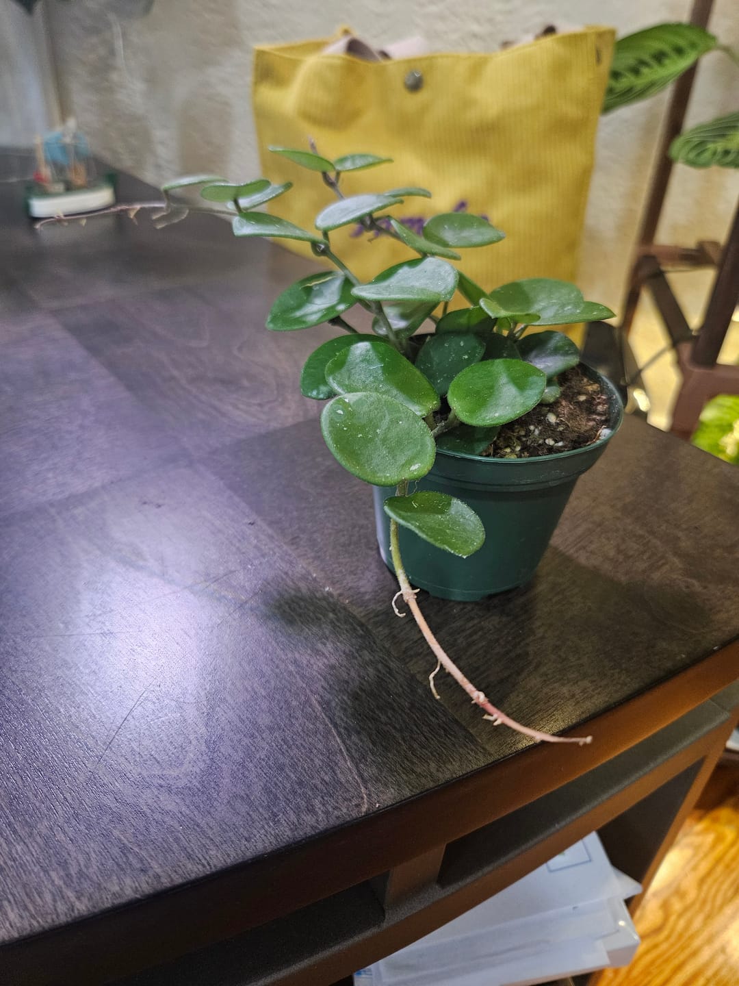 Customer photo review of Hoya 'Mathilde’ ‘Splash’