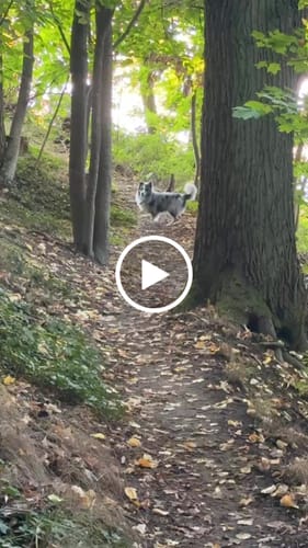 Customer video review of Wurmtest Plus Hund