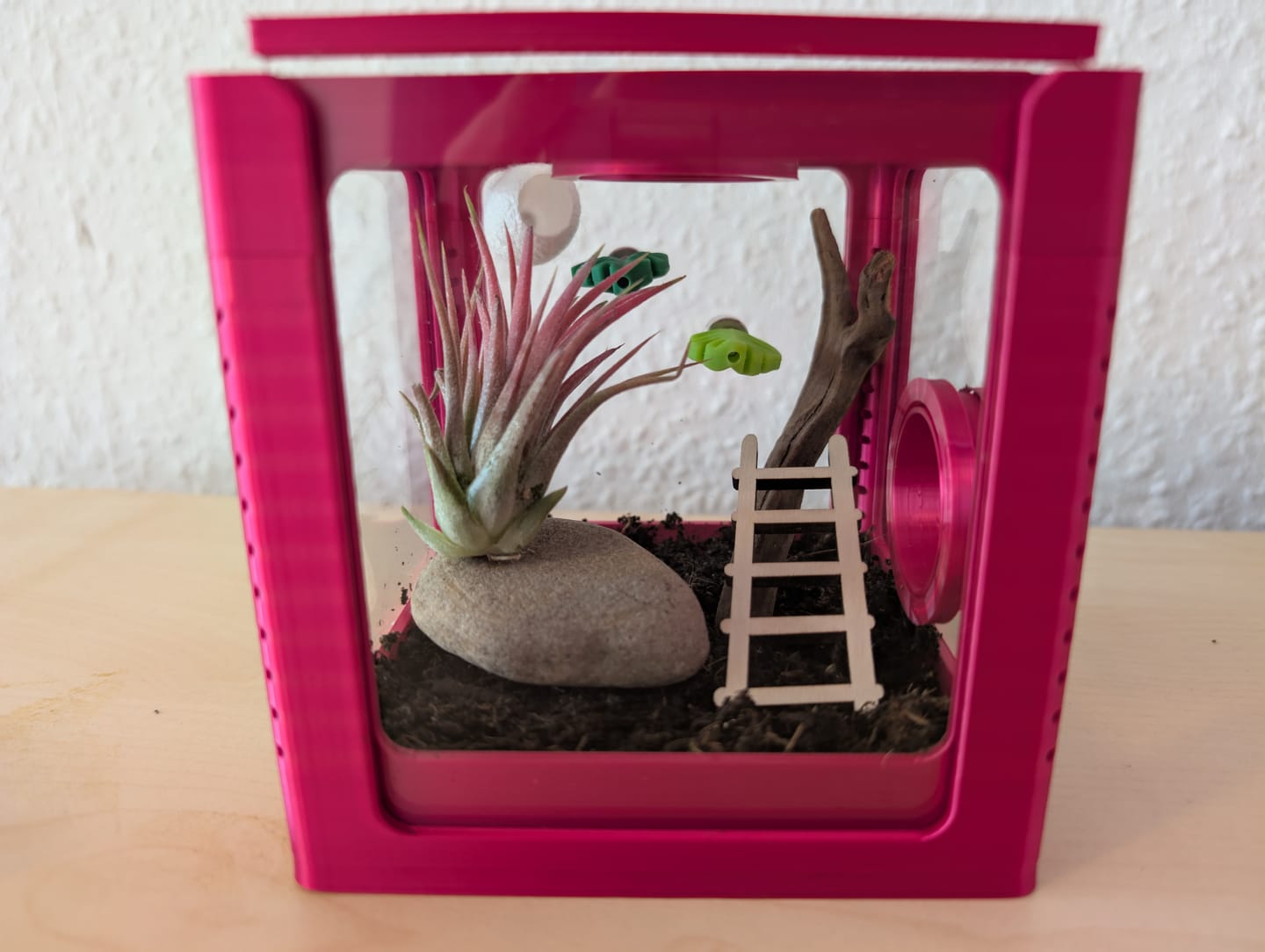 Customer photo review of Tillandsia ionantha 'Red Marble'