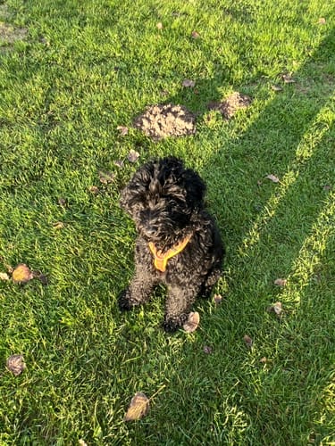 Customer photo review of Anny X FUN harness - Amber