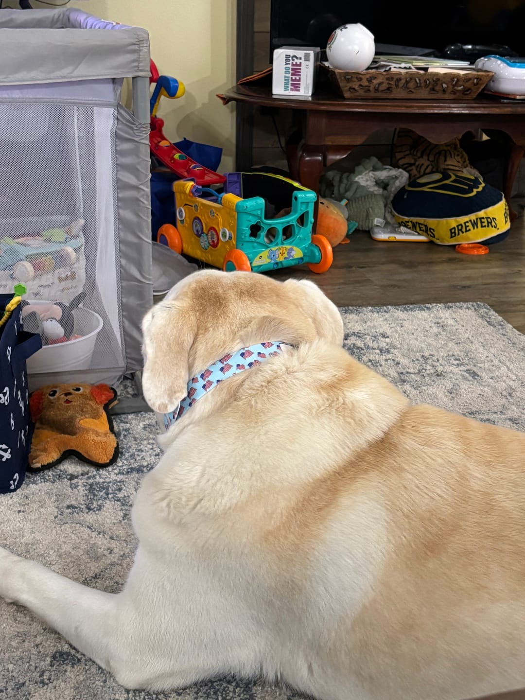 Customer photo review of The Red White and Blue Dog Collar