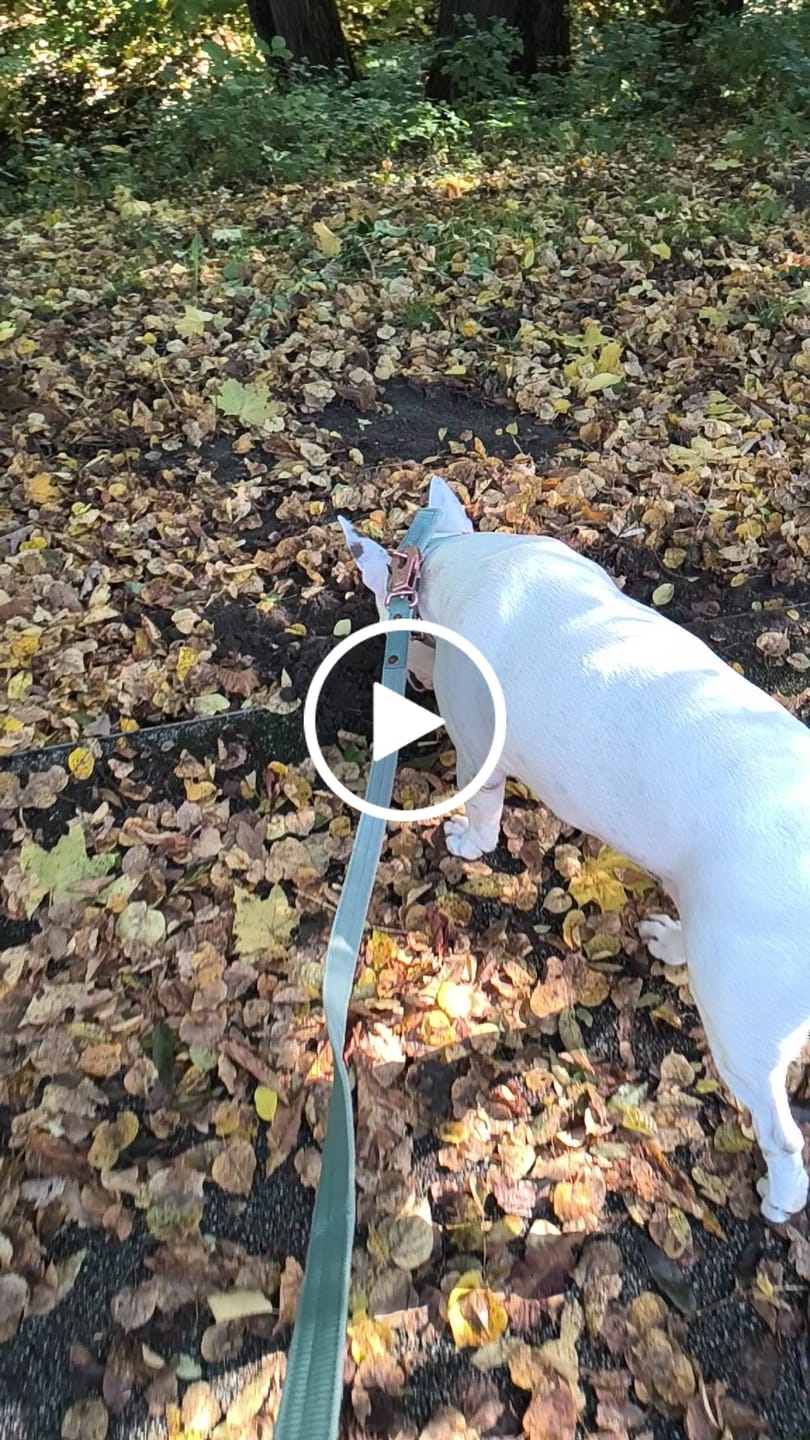 Customer video review of Smycz nylonowa Walk Leash - Rose Edition Pastel Green