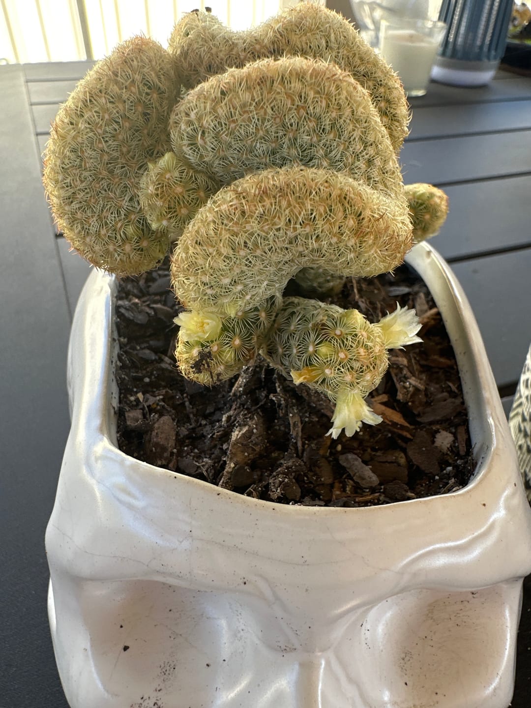 Customer photo review of The Brain Cactus - Mammillaria elongata f. cristata