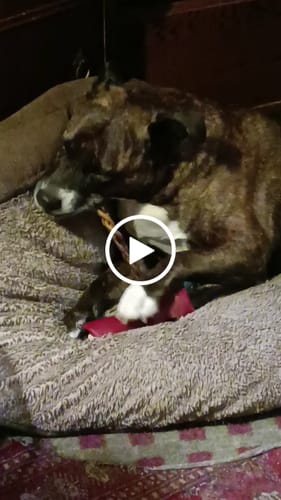 Customer video review of Trail Mix