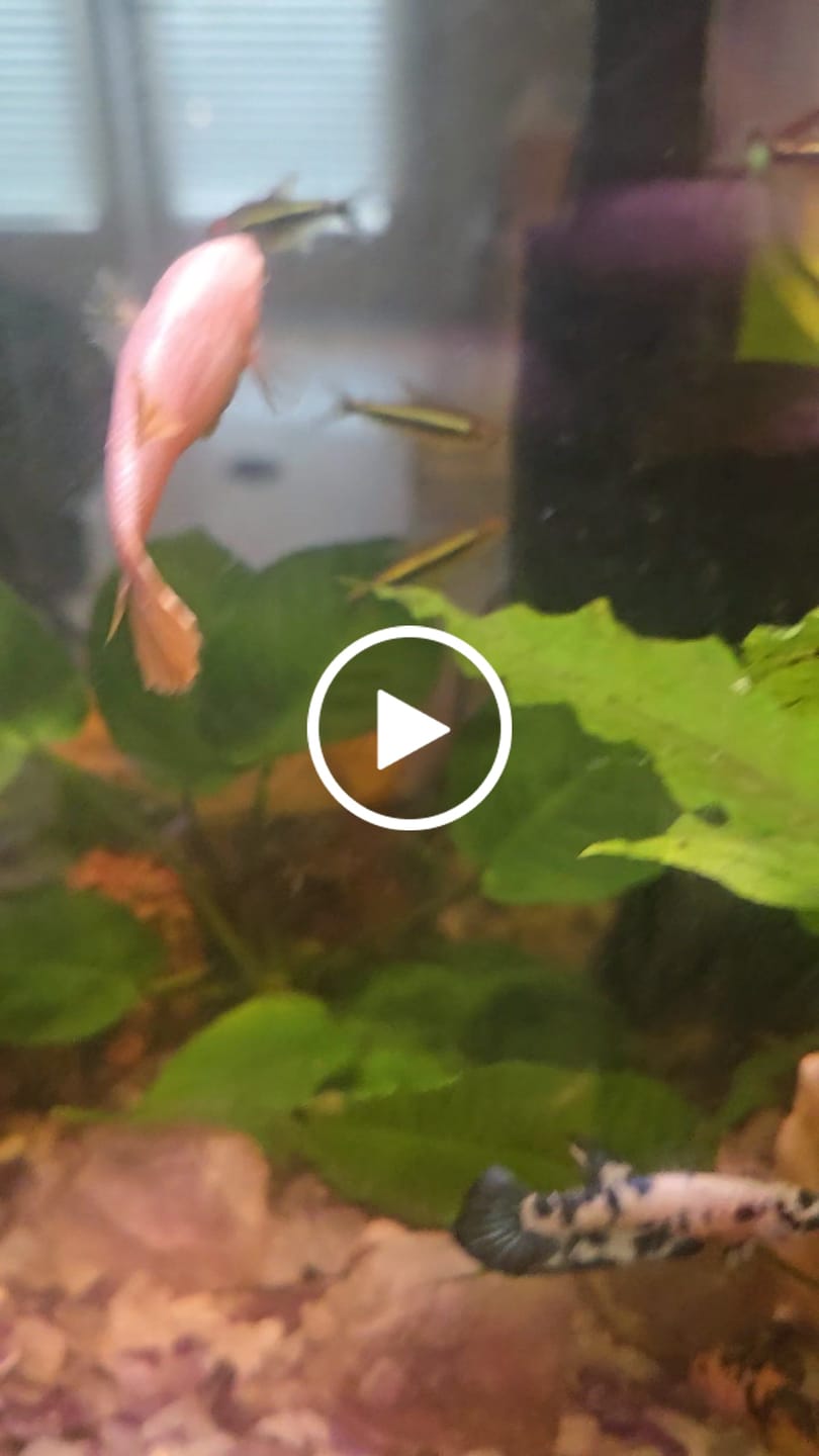Customer video review of Female Betta Fish Marble Dot Moo Cow Plakat