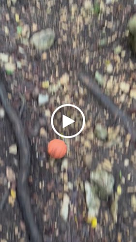 Customer video review of WUNDERBALL - Best Fetch Toy