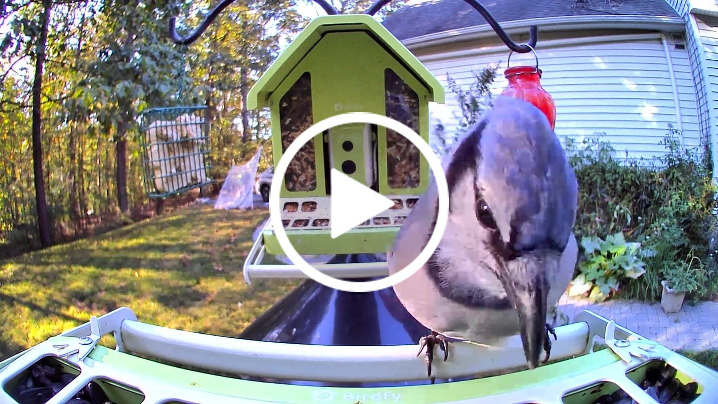 Customer video review of Birdfy Feeder Metal - Smart Metal Feeder with Camera