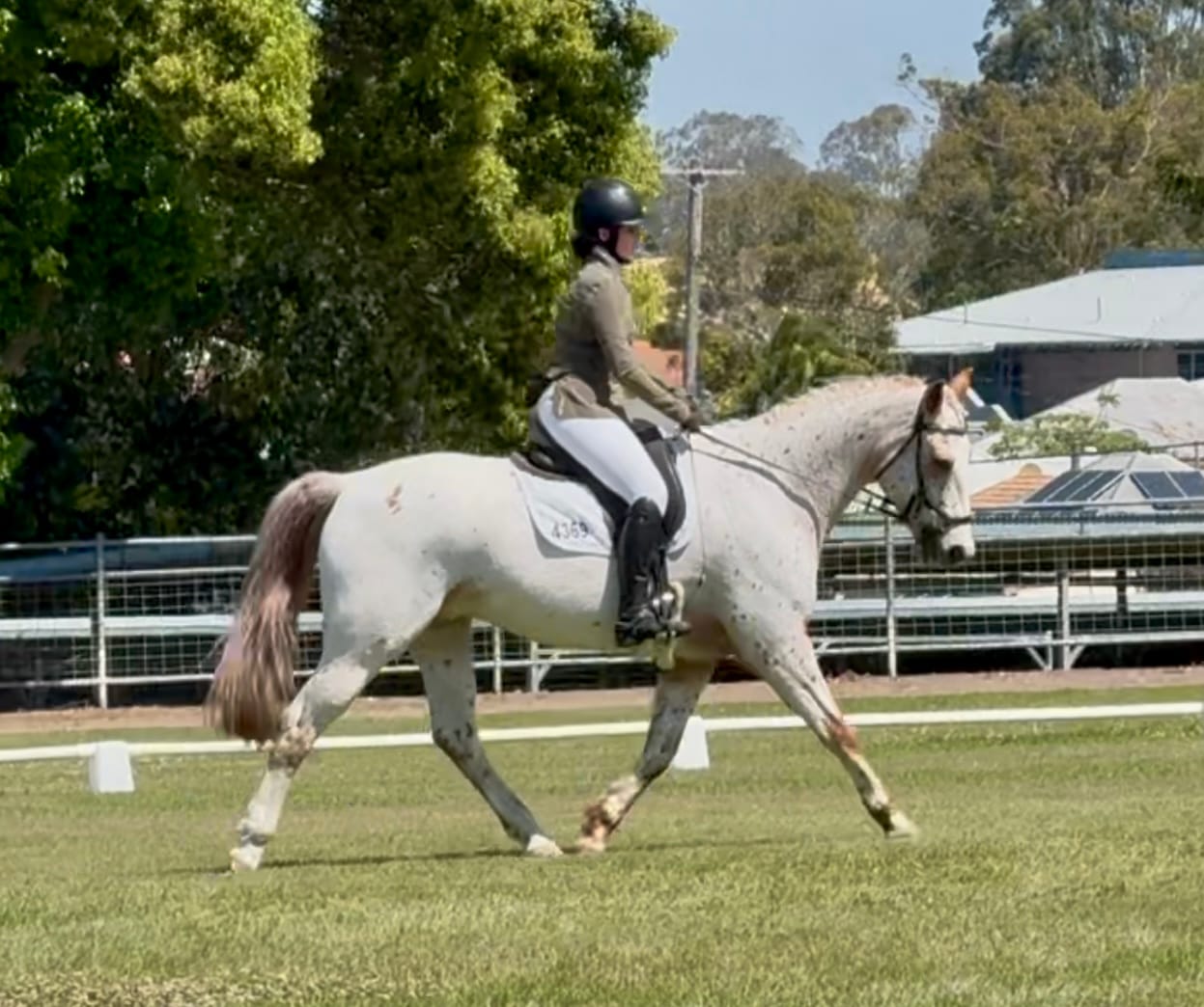 Customer photo review of Equine Joint Plus™️ 2kg