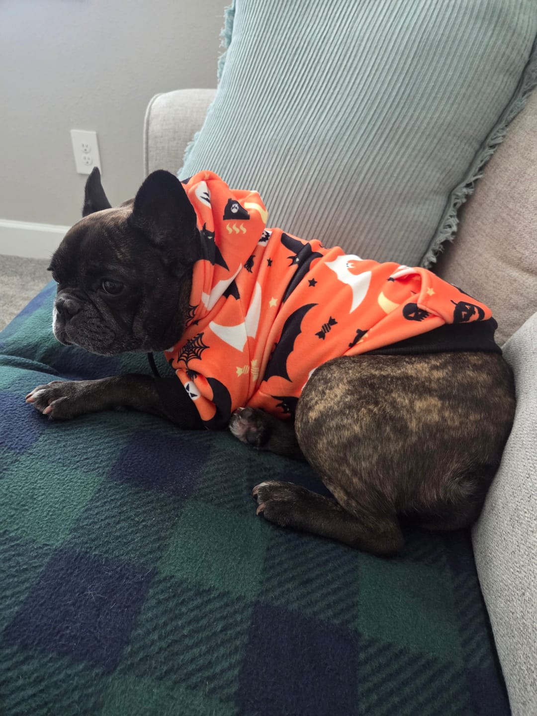 Customer photo review of Halloween Dog Hoodies (Limited Edition)