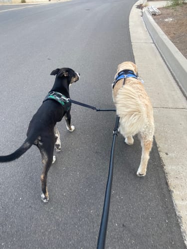 Customer photo review of 2 Dogs on 1 Leash - CRAZYcoupl'r