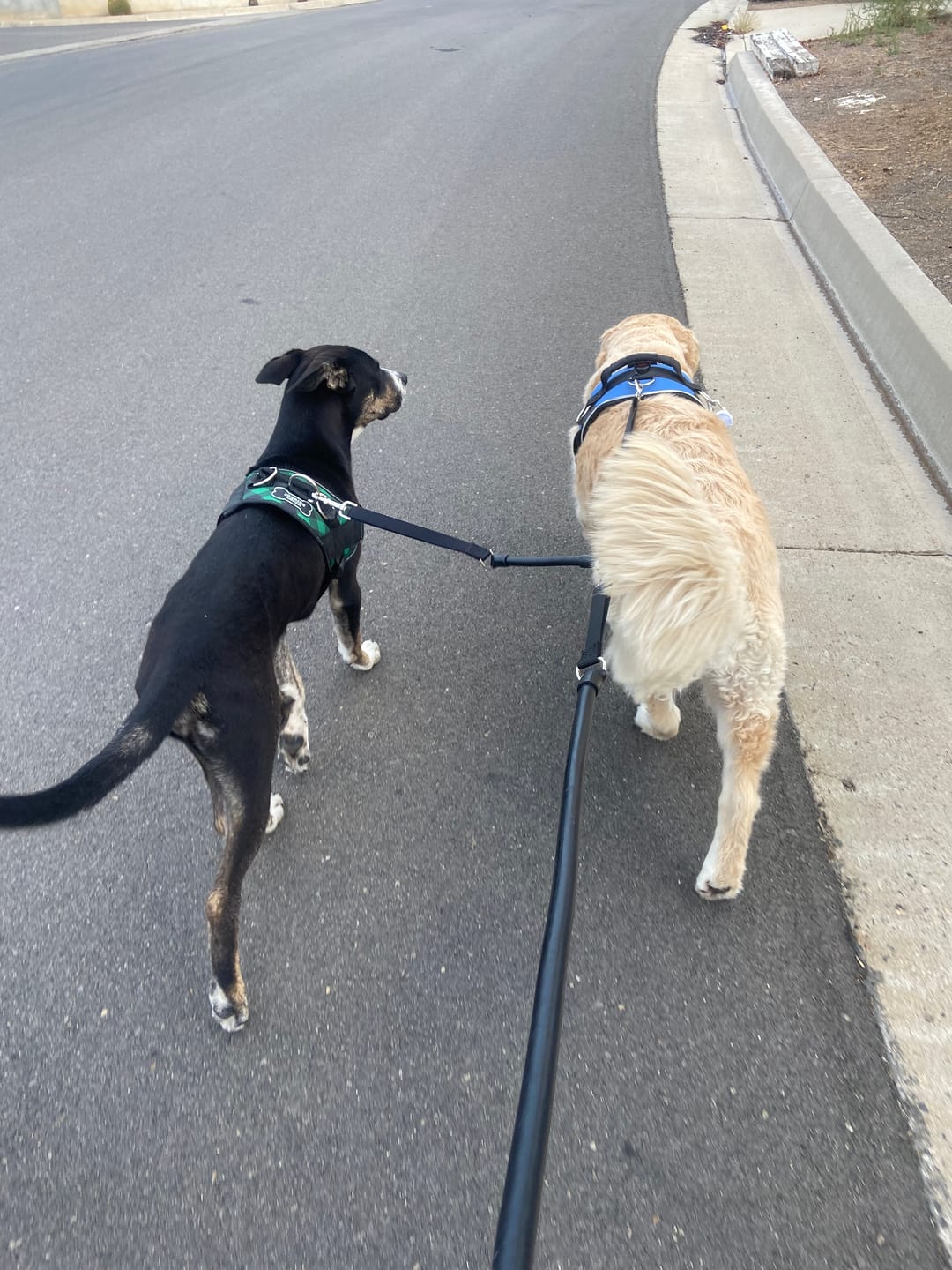 Customer photo review of 2 Dogs on 1 Leash - CRAZYcoupl'r