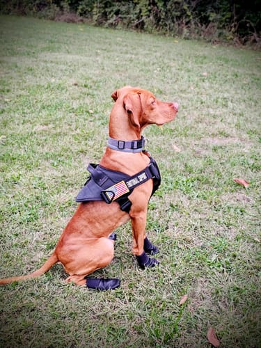 Customer photo review of Leather Dog Booties - Doccasins - 1 pair