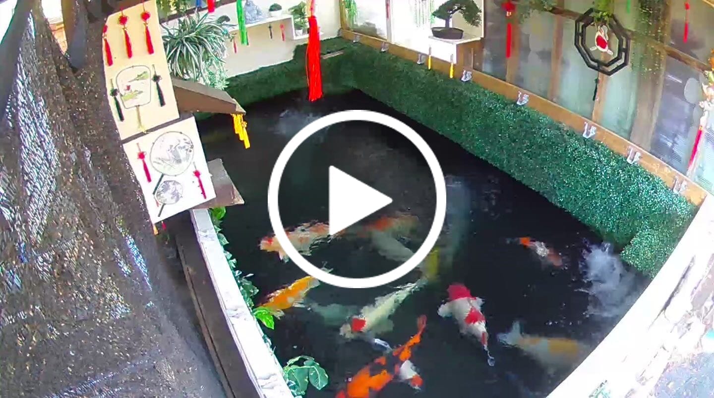 Customer video review of Beneficial Bacteria HydroClear™ Granular Summer Maintenance
