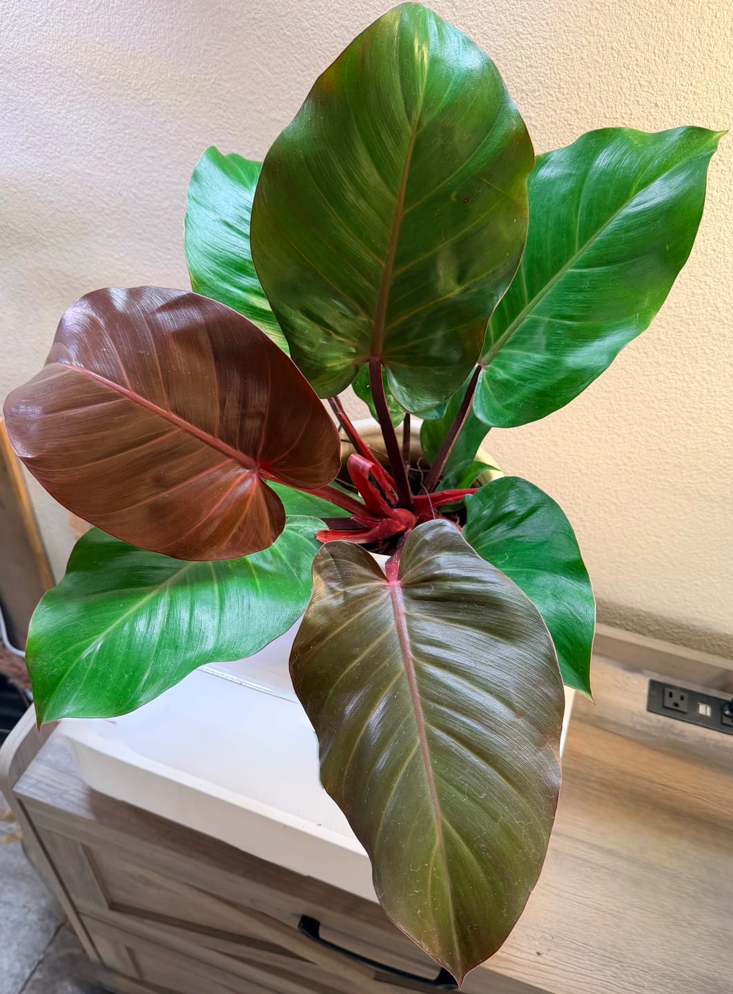 Customer photo review of Philodendron 'McColley's Finale'