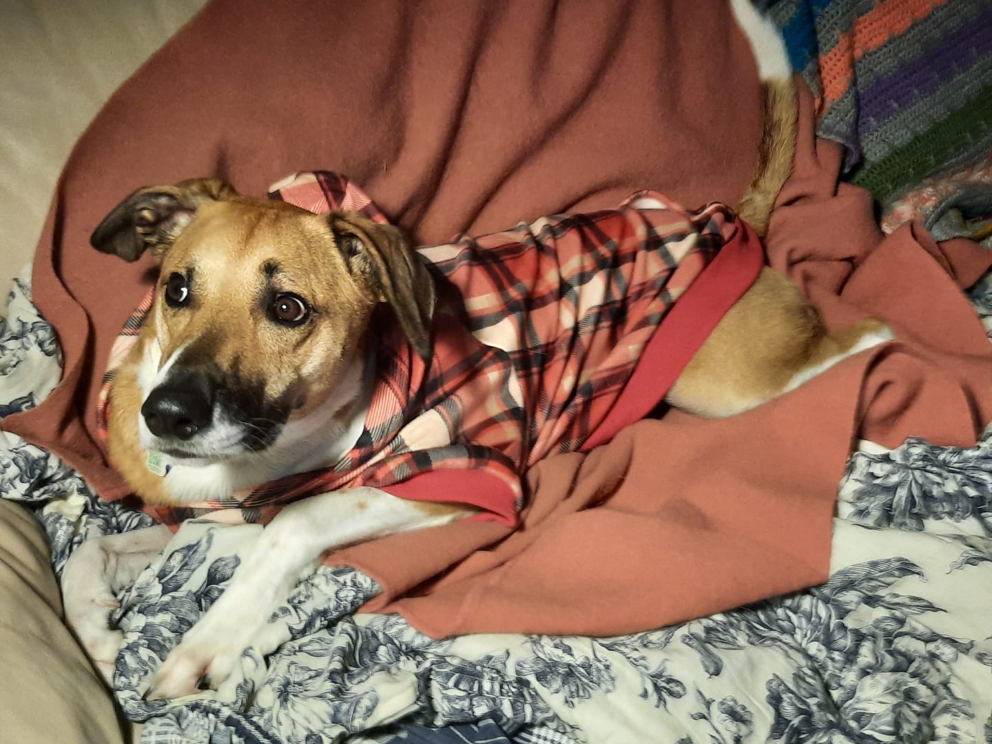 Customer photo review of Canada Dog Hoodie
