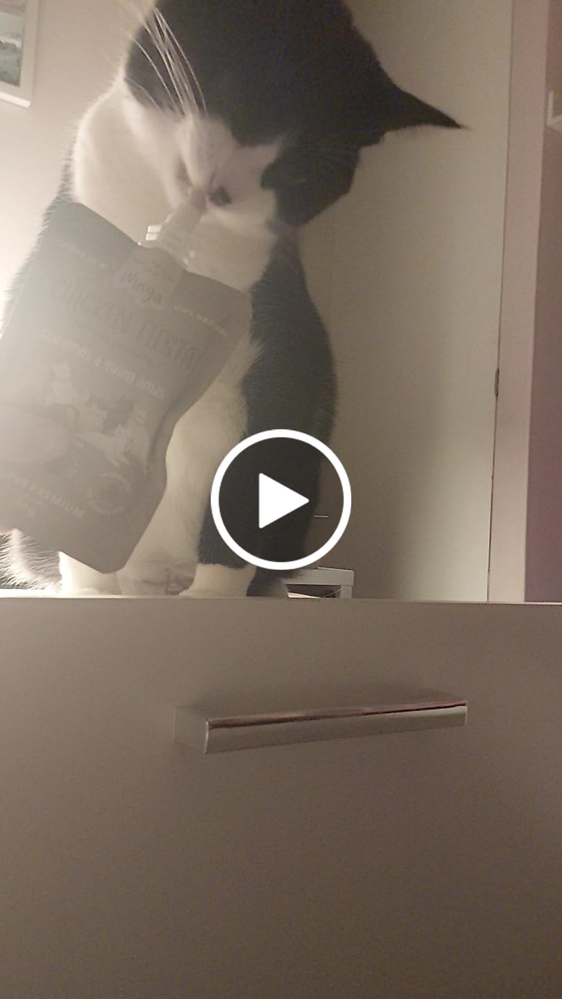 Customer video review of Chicken Fiesta Gatos