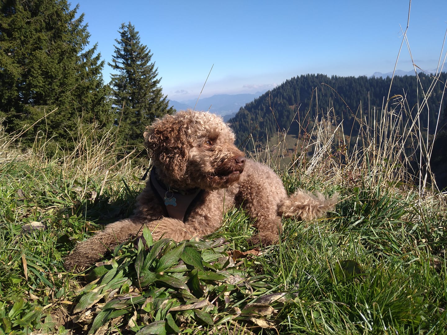 Customer photo review of Allergietest Basic Hund