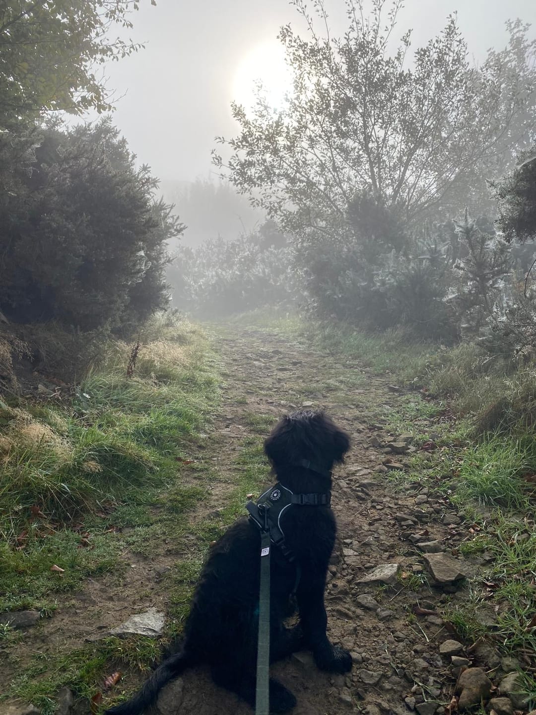 Customer photo review of Trail & Glow Tweed Dog Harness - Forest Tweed