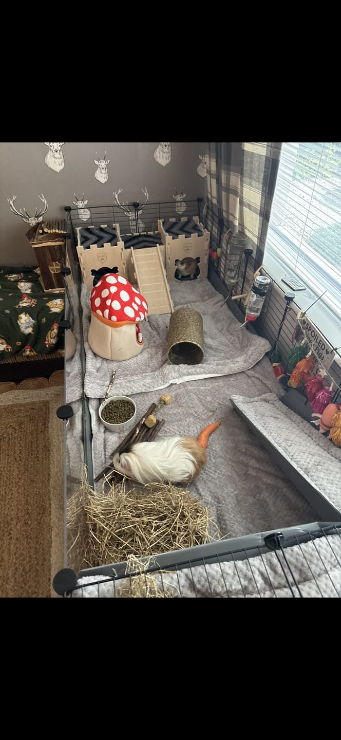Customer photo review of Guinea Pig Hidey House | Mushroom