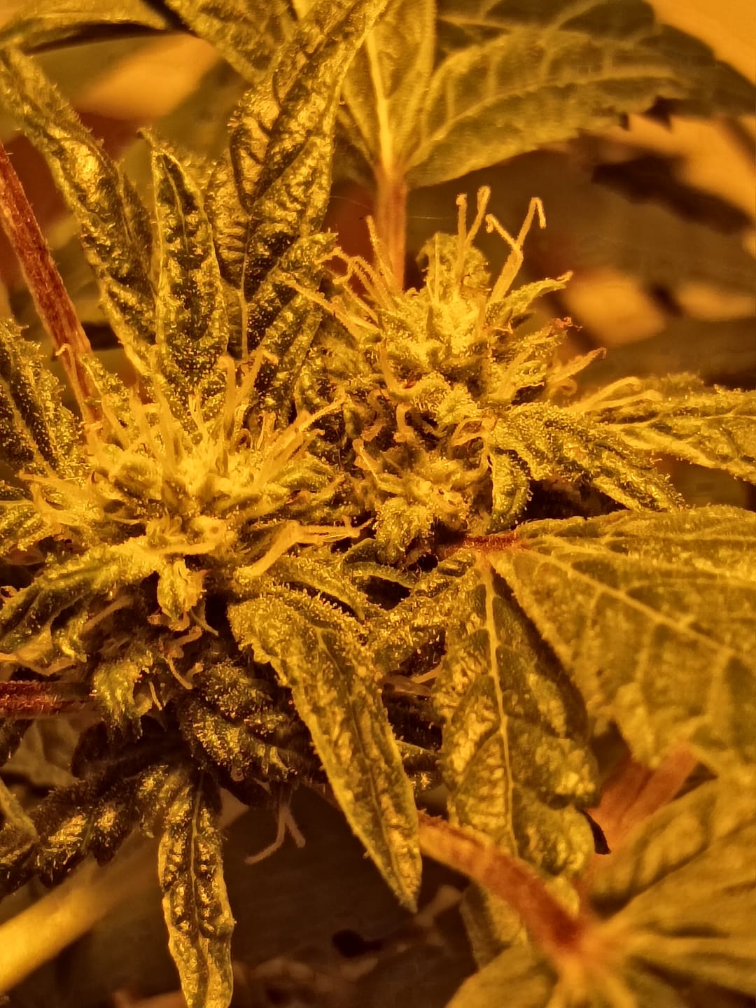 Customer photo review of Green9