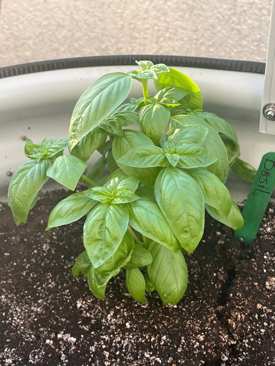 Customer photo review of Genovese Basil Plant