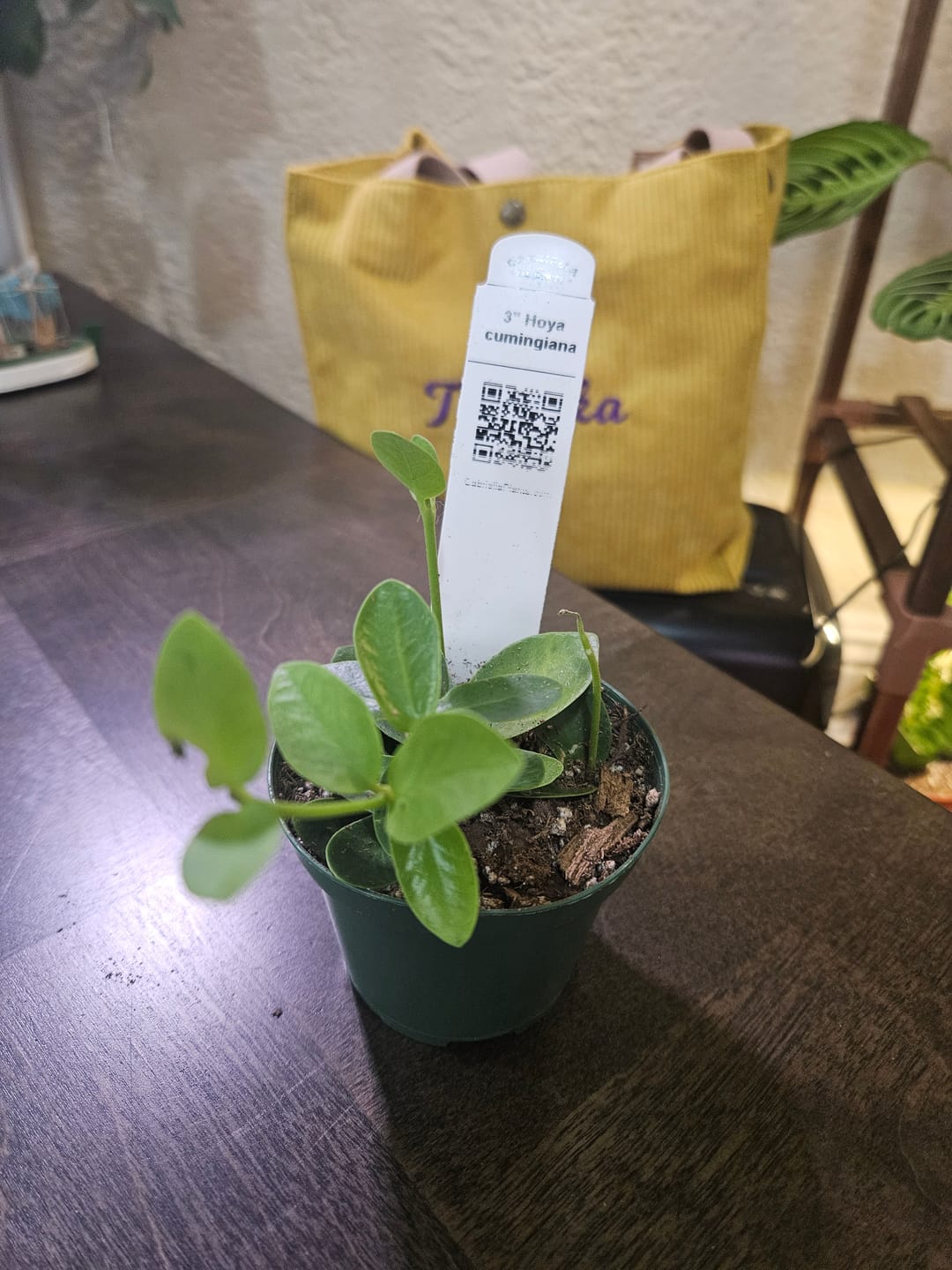 Customer photo review of Hoya cumingiana