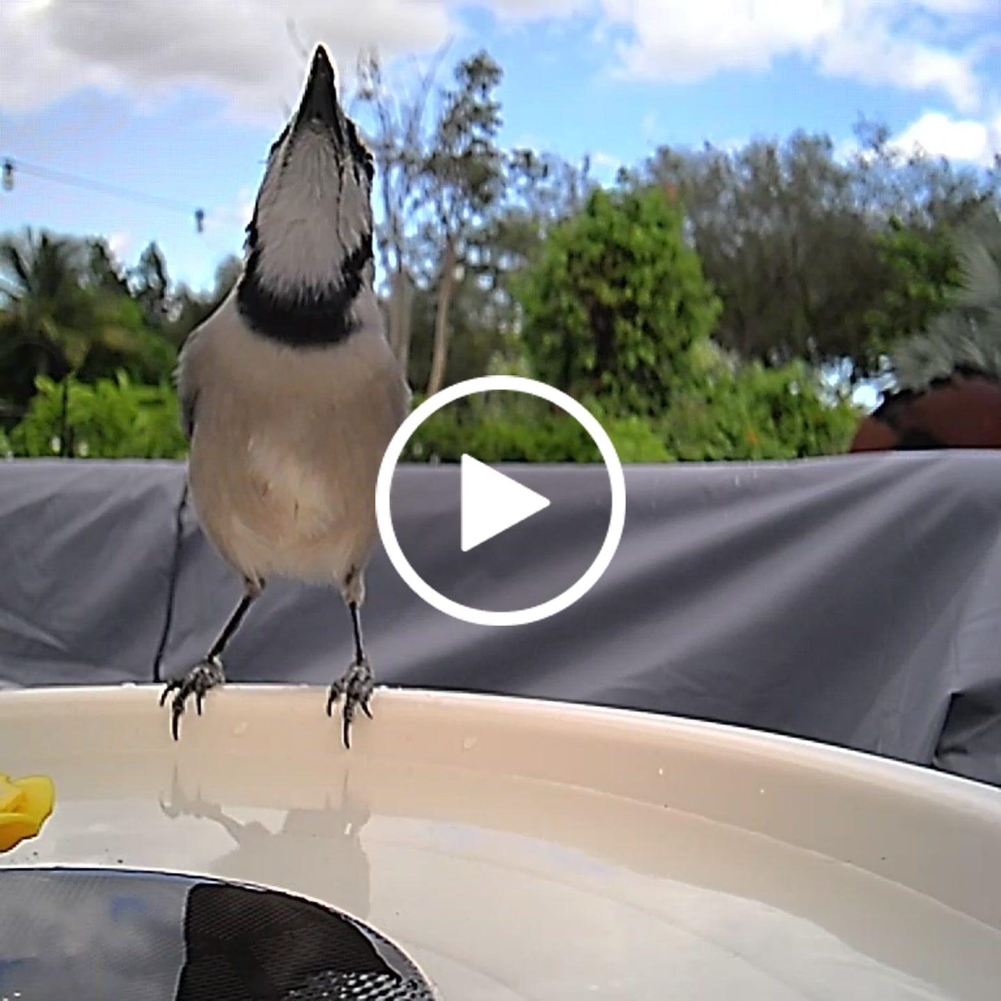 Customer video review of Birdfy Bath Pro - Solar-Powered Smart Birdbath with Fountain