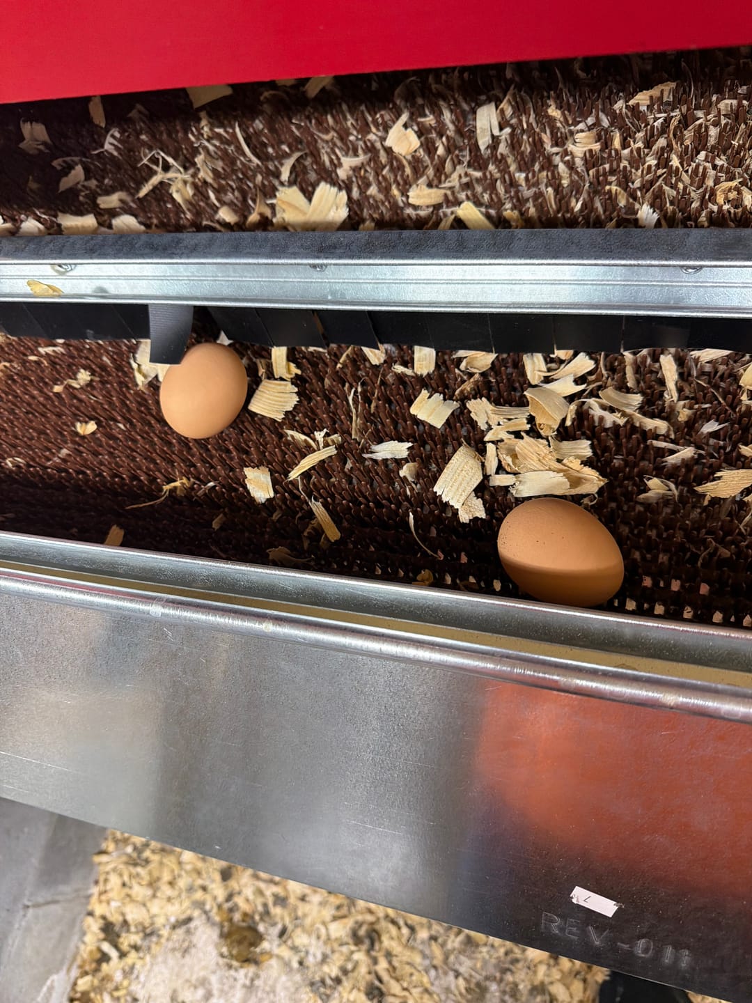 Customer photo review of Large (48") - Reversible Rollout Nest Box (Up to 50 Hens)