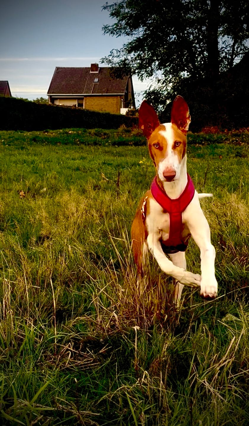 Customer photo review of Windhundgeschirr PRO "Flamingo Pink"