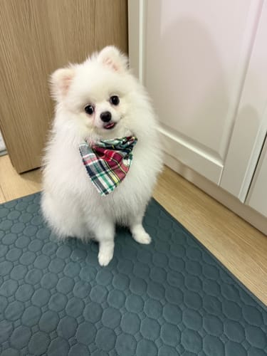 Customer photo review of FunFunPet 高機能ハーネス（お名前タグ作成サービス付き）