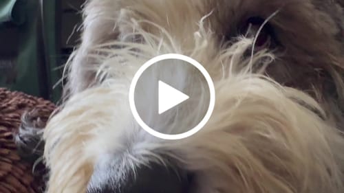 Customer video review of Freedom Joint Drops