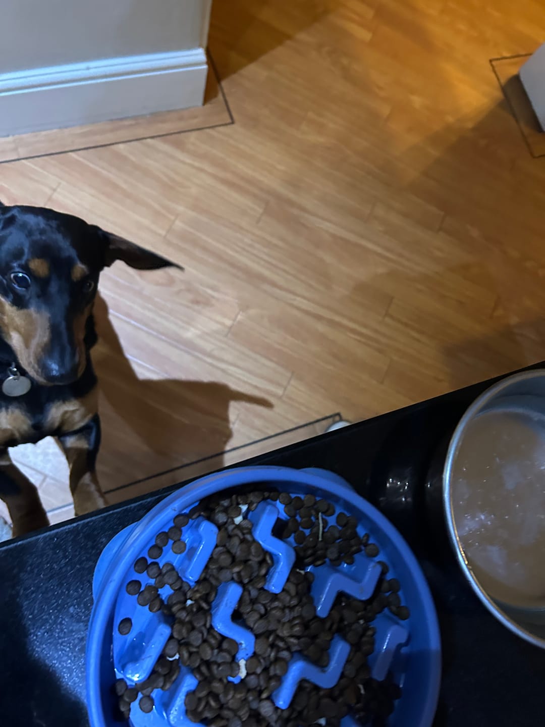 Customer photo review of Grain-Free Pork with Sweet Potato & Apple
