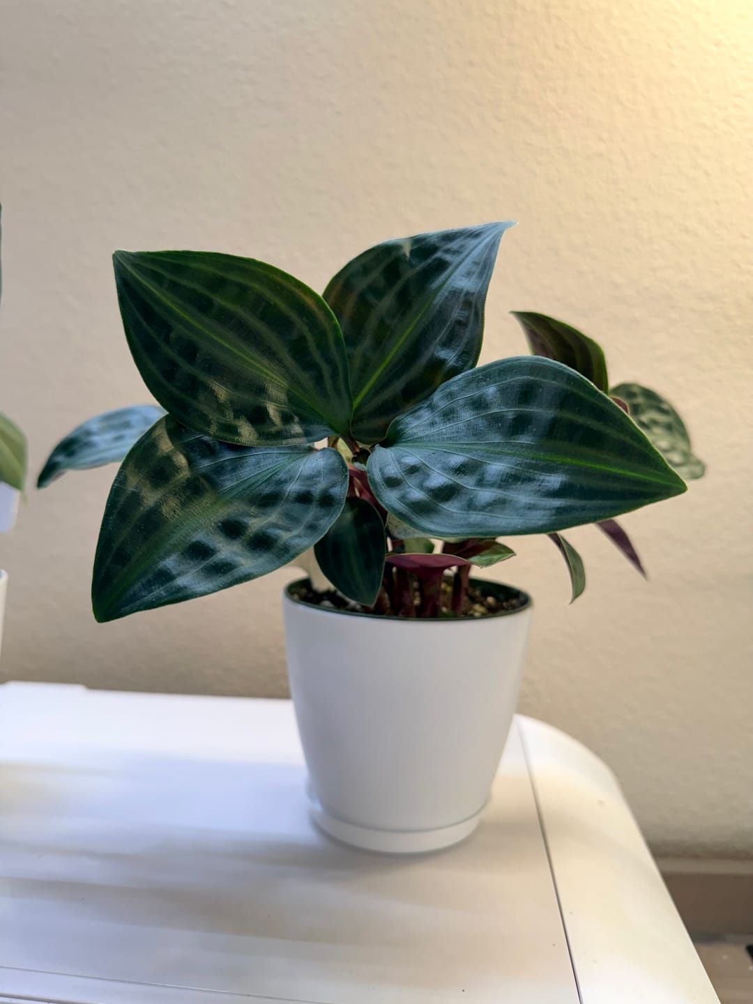 Customer photo review of Philodendron gloriosum