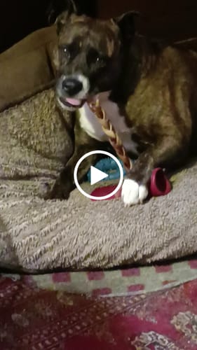 Customer video review of 5-6 Inch Braided Collagen Stick