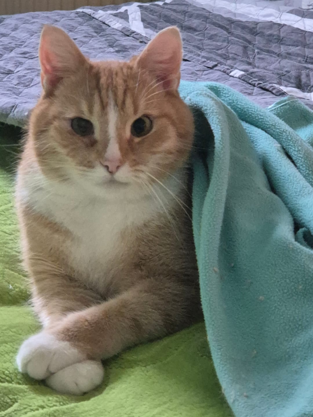Customer photo review of Katzen Gesundheits Ratgeber von Majescats