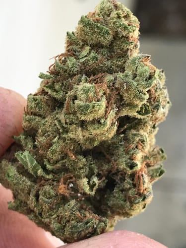 Customer photo review of Fresh Lows Lounge