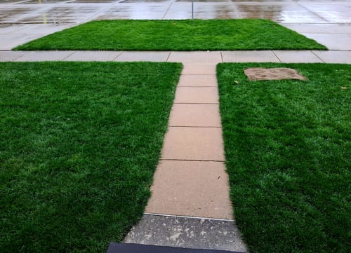 Customer photo review of GCI Turf Type Tall fescue Grass Seed