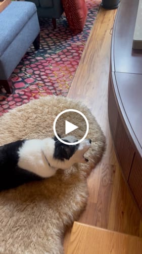 Customer video review of Smoked Beef Marrow Bone