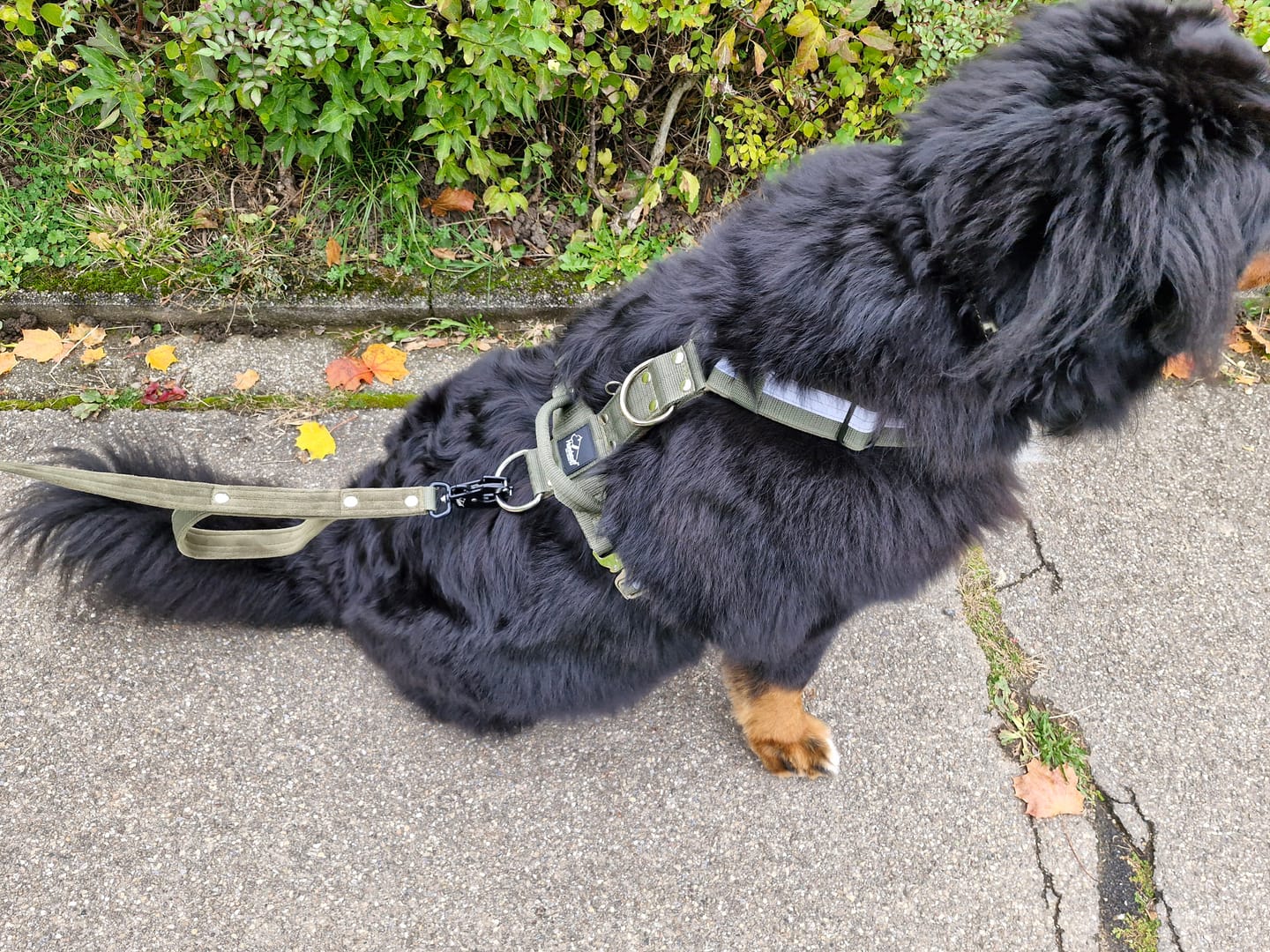 Customer photo review of Easy Walk Extreme Safe Khaki - Sele med reflex & snabbspänne