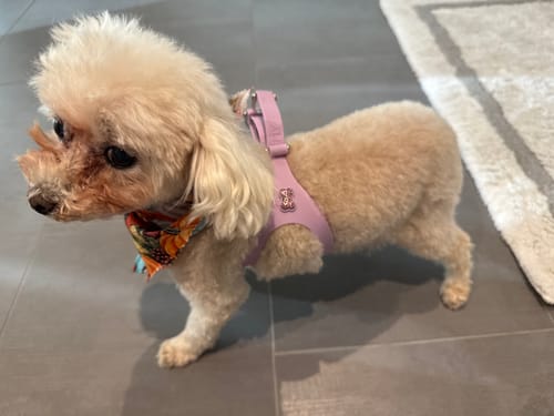 Customer photo review of SWAROVSKI SILVER-PINK BONES