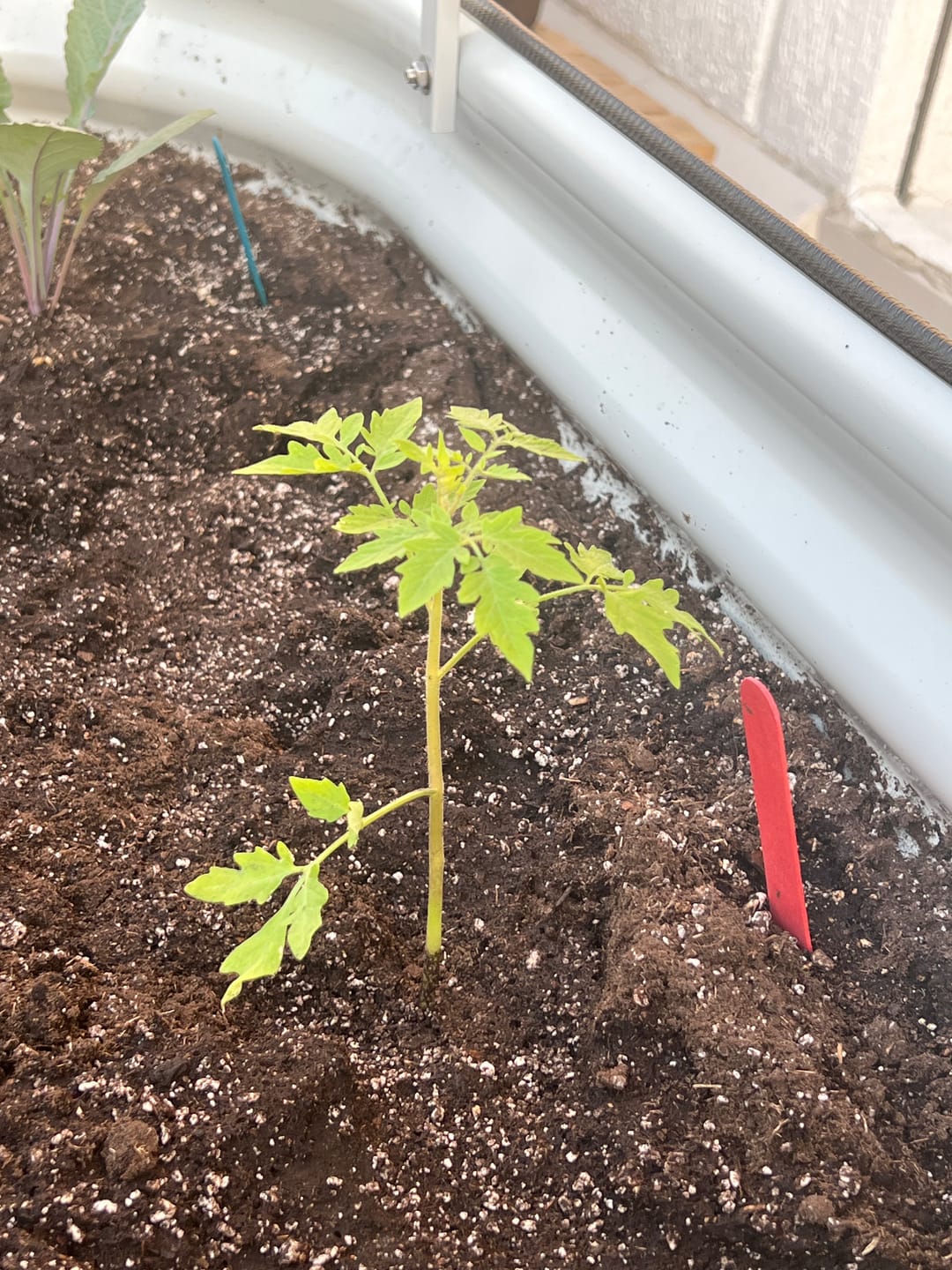 Customer photo review of Tomato Golden Nugget Plant