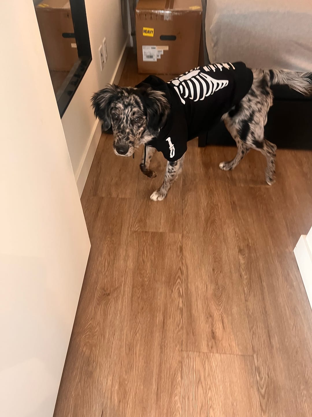Customer photo review of Halloween Dog Hoodies (Limited Edition)