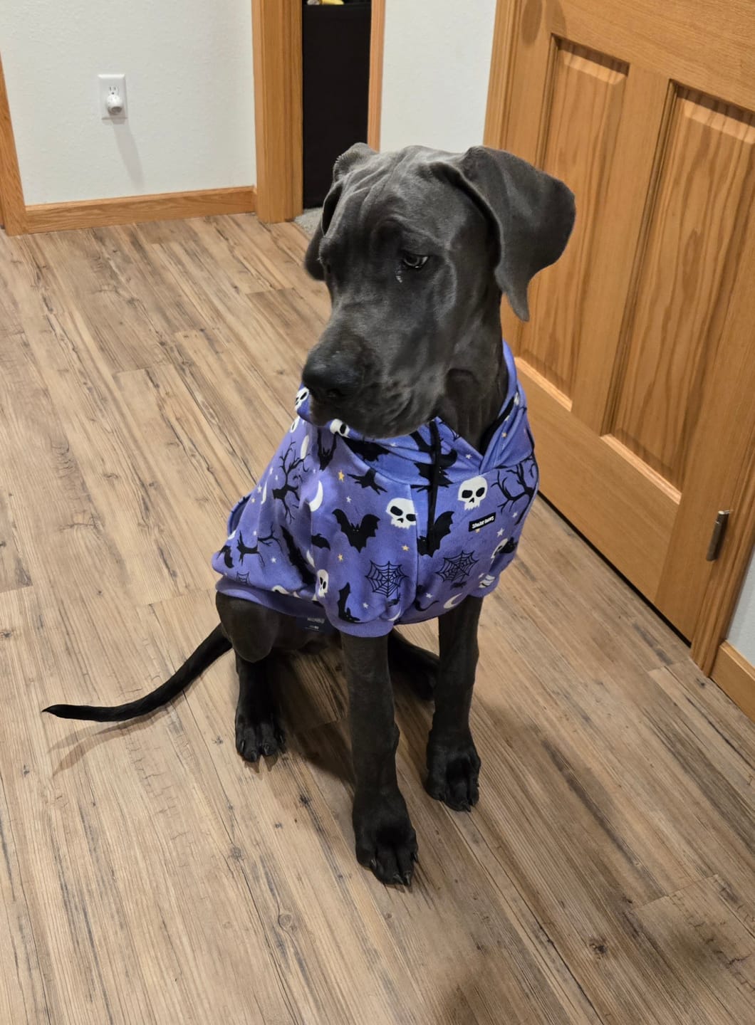 Customer photo review of Halloween Dog Hoodies (Limited Edition)
